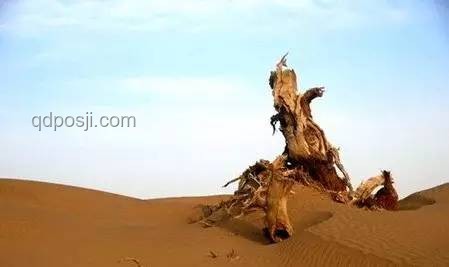 加州独立的梦：一场遥远的遐想与现实碰撞